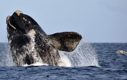 Comenzó la temporada de avistamiento de ballenas en Puerto Pirámides
