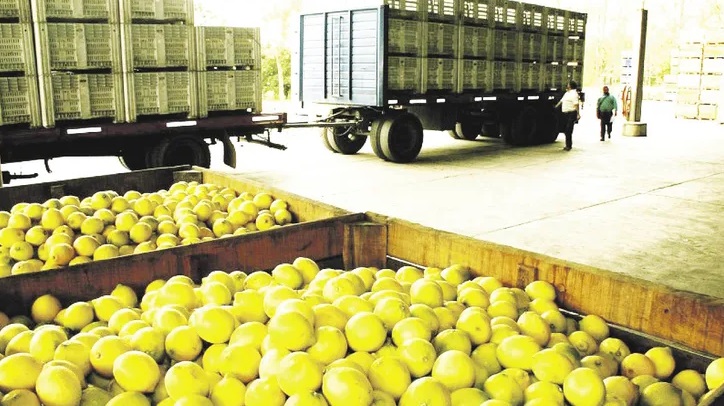 Limones a la basura: Por paro de transportistas provocaron millonarias pérdidas en Tucumán