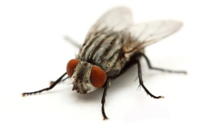 Remedio casero: ¿Cómo eliminar moscas de manera natural?