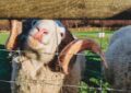 “Están llenas de locura”: Un rebaño de ovejas se comió 300 kilos de marihuana