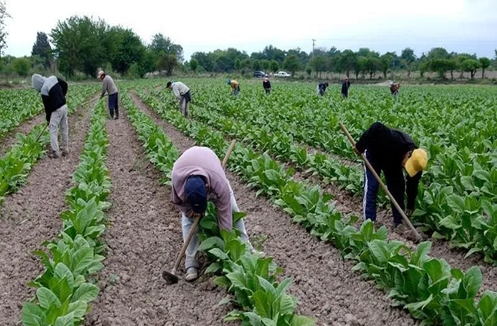 Nuevo pago para productores tabacaleros