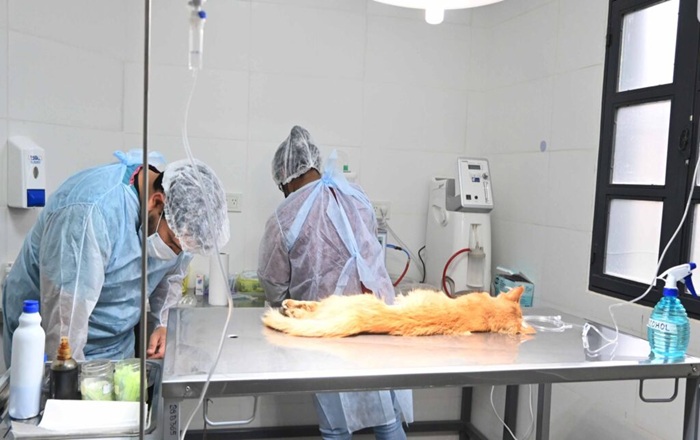 Zoonosis continúa con vacunación y castraciones en distintos barrios de la ciudad