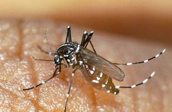 Aumento de casos de chikungunya en Argentina: 433 confirmados hasta ahora