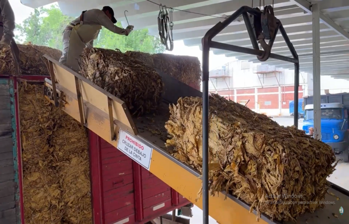 La Cooperativa de Tabacaleros de Jujuy inició el pago de la producción con el nuevo precio