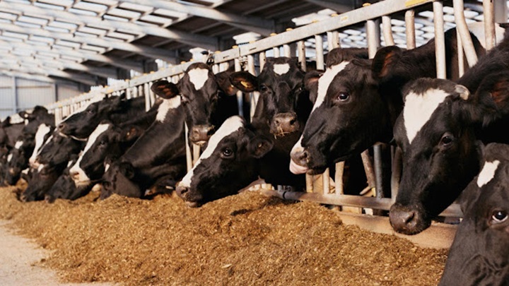 La industria ganadera pierde 18 mil millones por no implementar estrategias sanitarias preventivas