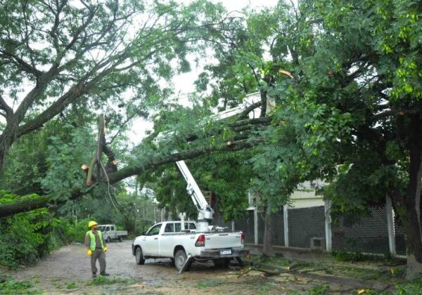 La Municipalidad reforzó el monitoreo del arbolado urbano, tras la caída de una rama en Bajo La Viña