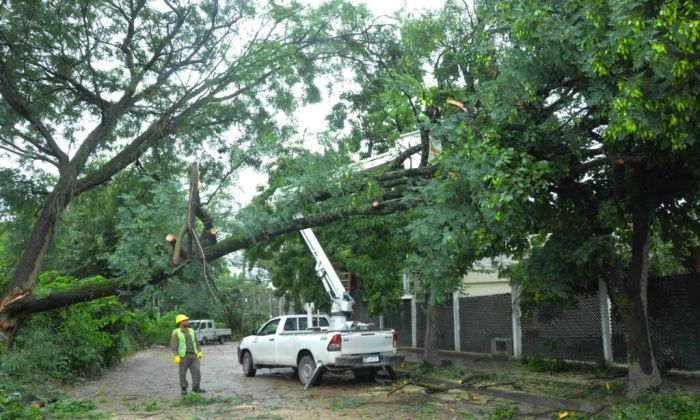 La Municipalidad reforzó el monitoreo del arbolado urbano, tras la…