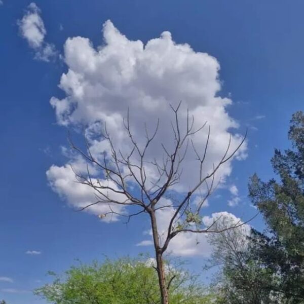 Clima en San Salvador de Jujuy: Pronóstico del tiempo para hoy domingo 16 de agosto