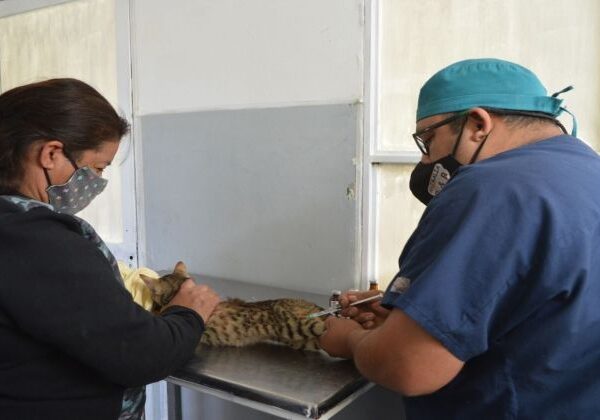 Zoonosis realizará operativos y brindará talleres en distintos puntos de San Salvador de Jujuy