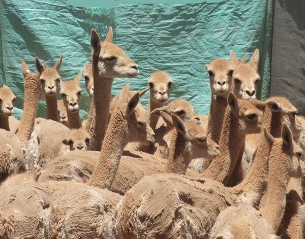 Destacan el fallo ejemplificador en defensa de la fauna silvestre en Jujuy