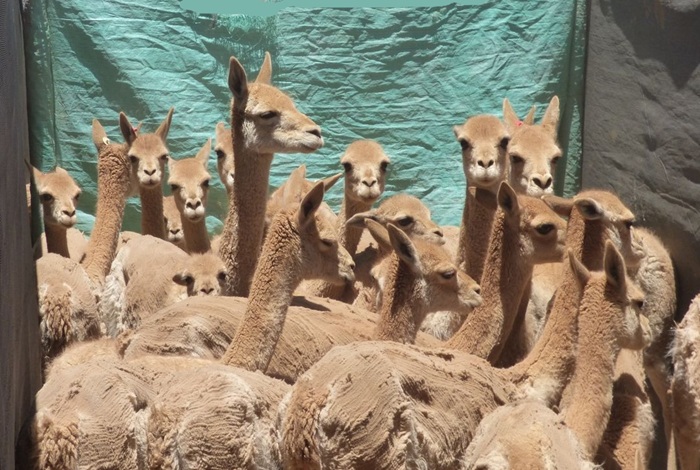 Destacan el fallo ejemplificador en defensa de la fauna silvestre&hellip;