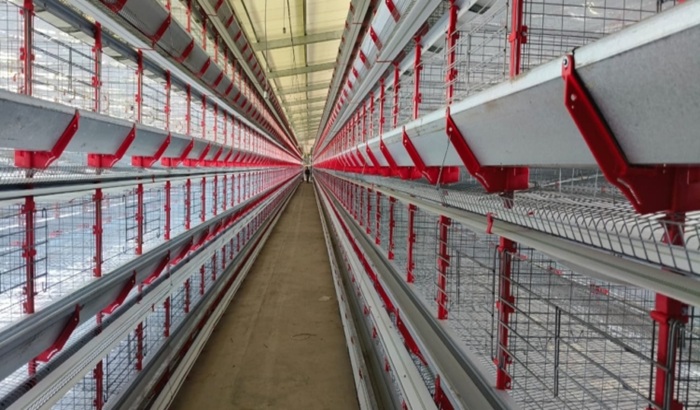 En Jujuy se construyeron granjas automatizadas para reducir riesgos de la Gripe Aviar