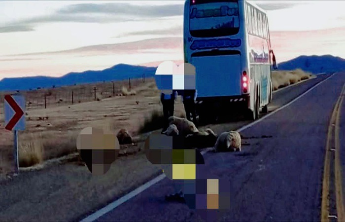 La Quiaca: Un colectivo atropelló a un rebaño de ovejas en la Ruta Nacional 9