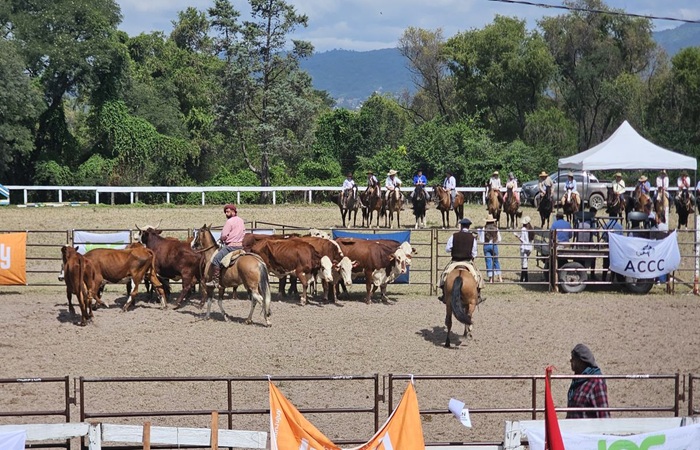 Exitoso remate bovino en Jujuy