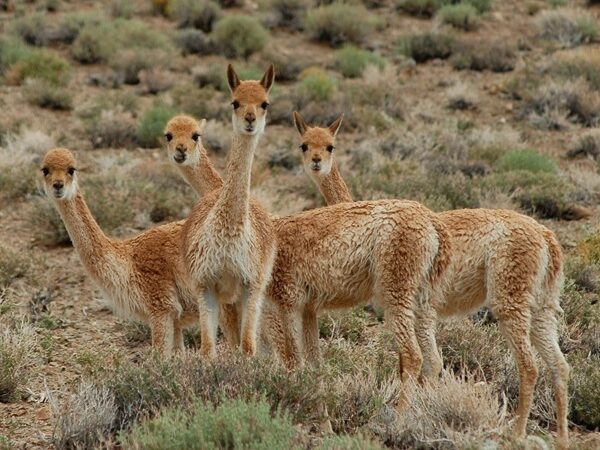 Dos hombres fueron condenados por la caza furtiva de vicuñas en la Puna jujeña