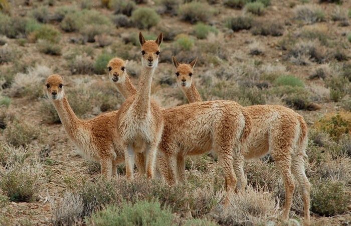 Dos hombres fueron condenados por la caza furtiva de vicuñas&hellip;