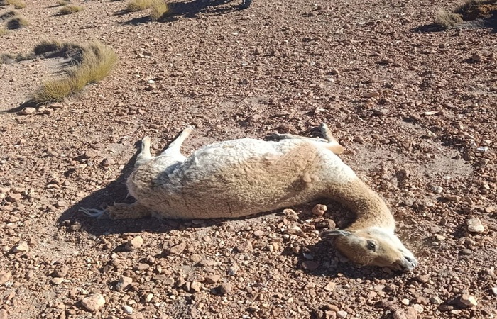 Investigan una nueva matanza de vicuñas en la zona de Vilama