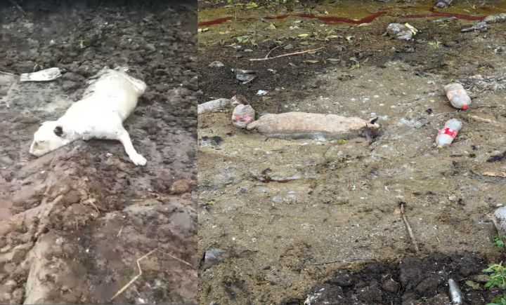 Denuncias matanza de perros en el matadero de Palma Sola