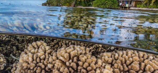 El futuro de la «humanidad» depende de proteger un océano cada vez más estresado