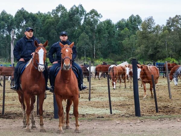 El Ministerio de Seguridad incorpora 32 equinos para fortalecer el Cuerpo de Caballería provincial