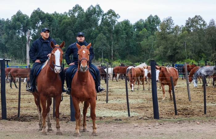 El Ministerio de Seguridad incorpora 32 equinos para fortalecer el&hellip;