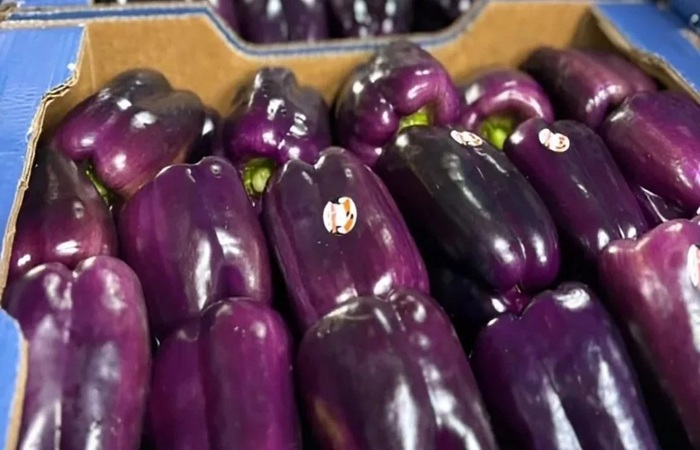 Un productor de Yuto apuesta por pimientos morados