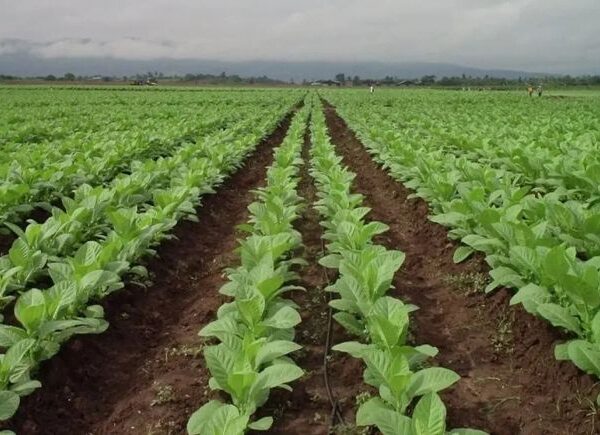 Productores tabacaleros recibirán un aporte de $120.000 por hectárea para iniciar la campaña 2026/2027