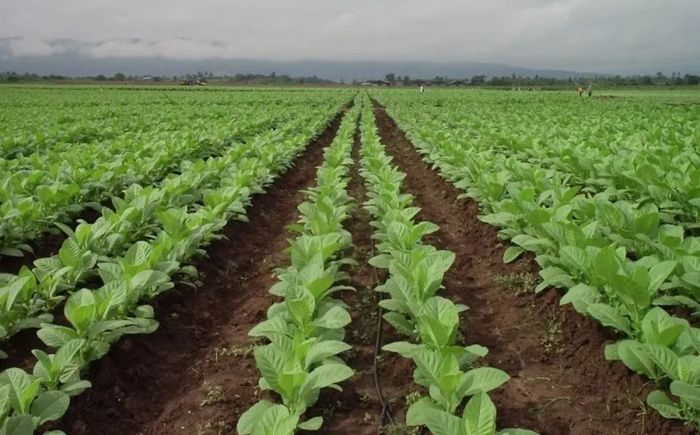 Productores tabacaleros recibirán un aporte de $120.000 por hectárea para…