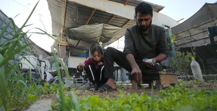 Solo el 3% de las tierras agrícolas en Gaza sigue siendo accesible y no está dañado