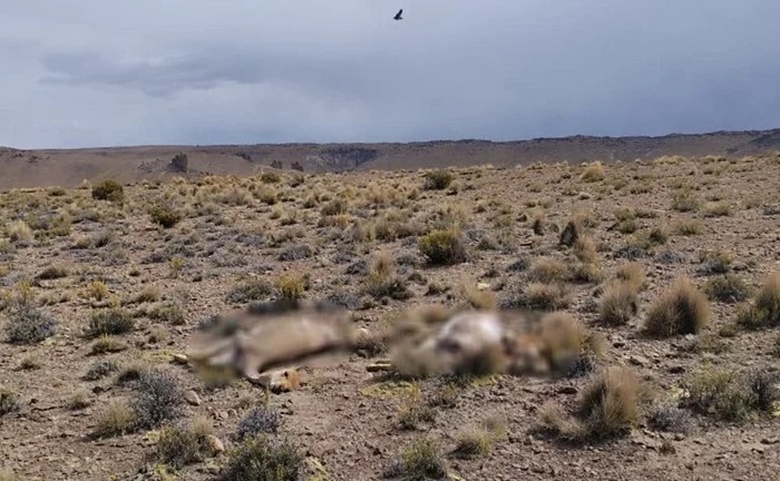 Investigan matanza de 12 vicuñas en la Puna: Crece la preocupación por la caza furtiva en Ciénega de Paicone