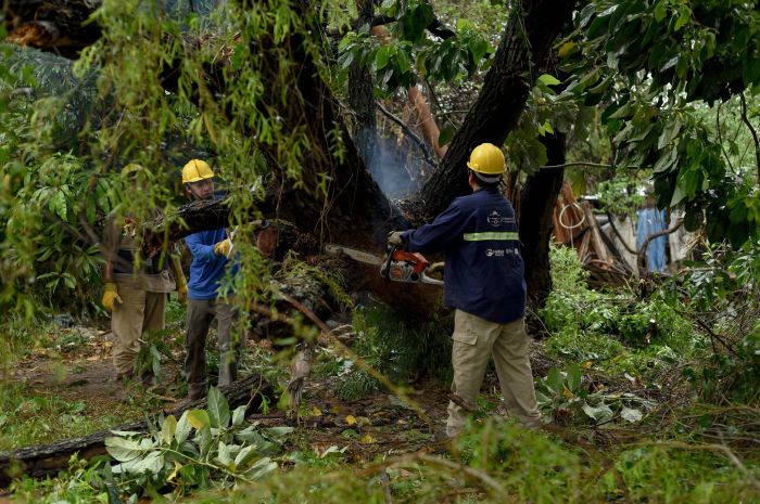 Temporal en San Pedro: El municipio retiró árboles y ramas en distintos barrios