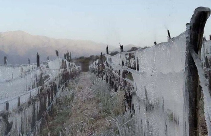 Por las heladas y crisis comercial: Salta declarará la emergencia para las zonas productoras de vid