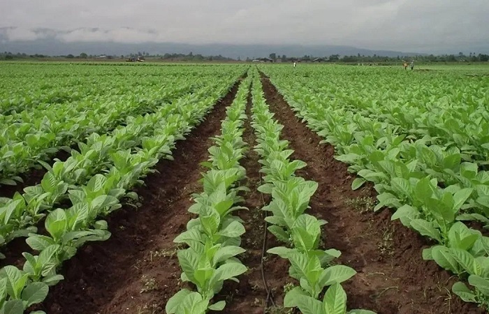 Comienza el pago del apoyo económico para la plantación de tabaco