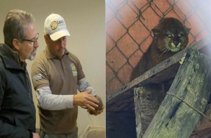 El CAFAJu celebró 11 años de trabajo con la liberación de fauna silvestre en Jujuy