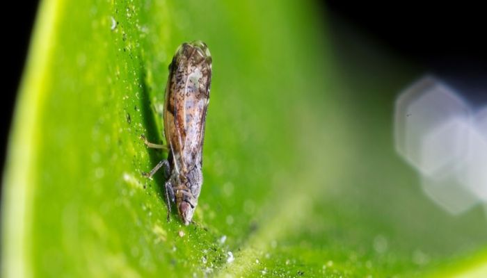 Chicharrita de los Cítricos: San Pedro será la sede para la capacitación de productores del Ramal en prevención del Virus HLB