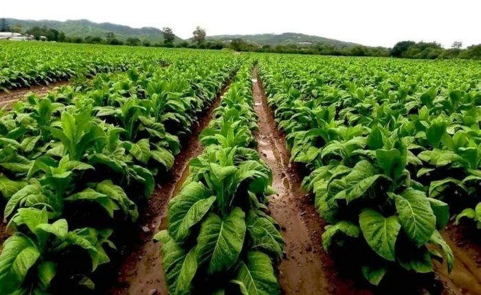 Tabaco: Jujuy inició el pago a productores y ofrece créditos para la campaña 2026/2027