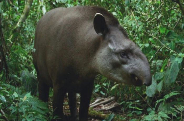 El CAFAJu lanzó el certamen “Buscando nombre a la Tapir” para estudiantes de los Valles