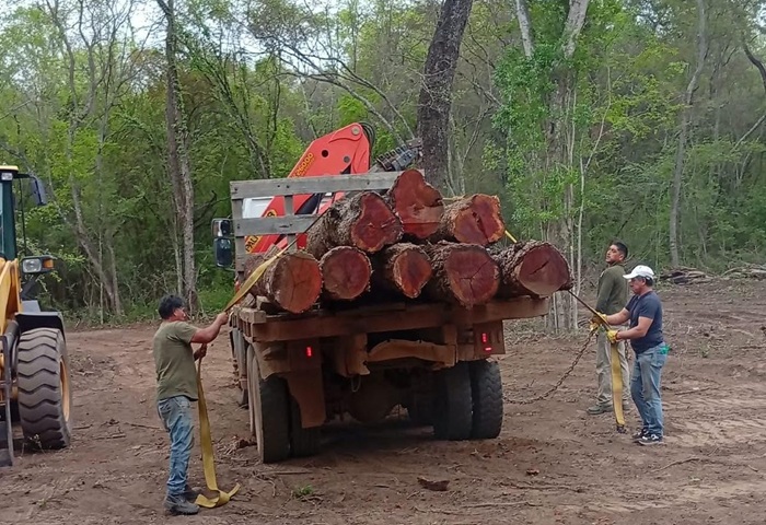 Control forestal: Intervienen en extracción no autorizada