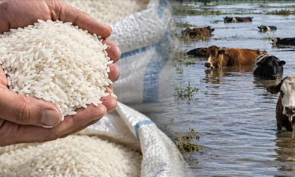 El «Súper Niño» golpea la producción de arroz y carne y amenaza con subas de precios