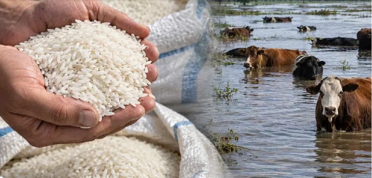 El «Súper Niño» golpea la producción de arroz y carne&hellip;