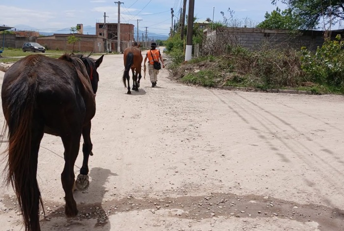 Secuestraron ocho animales sueltos en distintos sectores de Jujuy